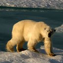 ���� ���������� �� ������� �������