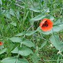  , , 60  -  7  2015       04.05.15.