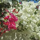  , , 54  -  11  2015   -)