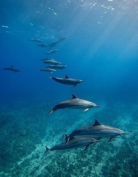 ...поплавать с дельфинчиками - 4