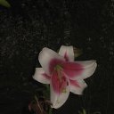 ���� �����, ������, 63 ���� - ��������� 8 ���� 2015 � ������ ���� ����������