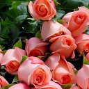  (  ),  , 54  -  6  2015    