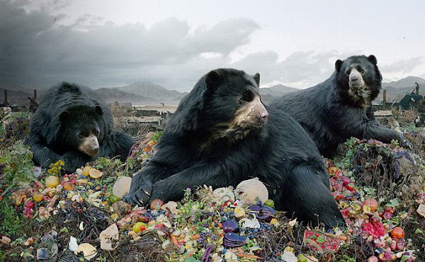 Саймен Джохан (Simen Johan) — фотограф, современный художник и скульптор. Родился в Норвегии в 1973 ... - 6