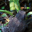 ���� �����, �����, 64 ���� - ��������� 9 ���� 2015 � ������ ����� ���� ���� (07.06.2015)�