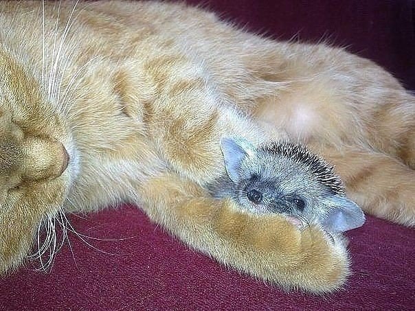         .#animal@travel.blog - 4