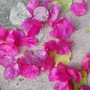    -  ,  -  23  2015    2014.  Lawana.  11-. (2 )