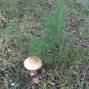 ���� �����, ������ �������� - ��������� 12 ���� 2015 � ������ ����� 2015�