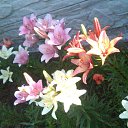 ���� Natali, ������ - ��������� 2 ���� 2015 � ������ ���� �������� 2015�