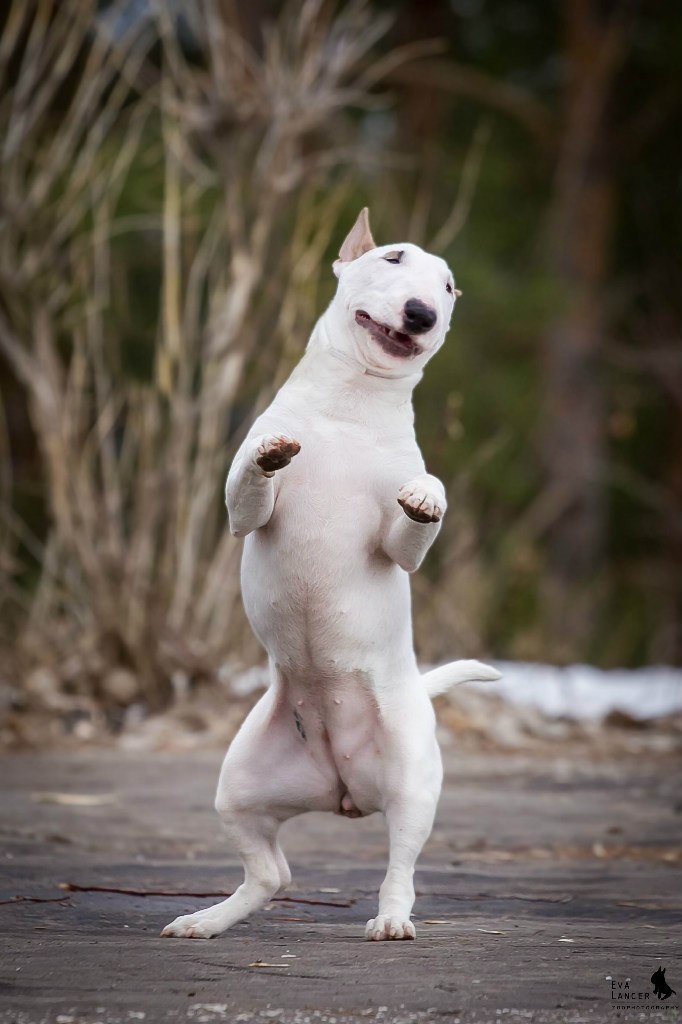 ПОЗДРАВЛЯЕМ ПОБЕДИТЕЛЕЙ.ФОТО-БАТЛАI место - МальтаII место - ТэссаIII место - Баюша