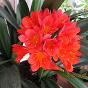 ���� ������, �����-��������� - ��������� 13 ���� 2015 � ������ ������ ��������