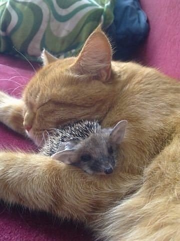         .#animal@travel.blog
