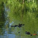 ���� ������, �����-���������, 40 ��� - ��������� 19 ���� 2015