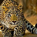 ���� �������, ���������, 46 ��� - ��������� 2 ���� 2015 � ������ ���� ����������