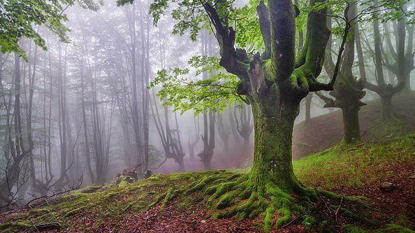    .   (Gorbea Natural Park)     ... - 9