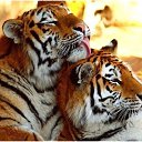  Elena....,  -  23  2015    