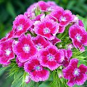 ���� �����, ������������ - ��������� 27 ������ 2015 � ������ ��2�