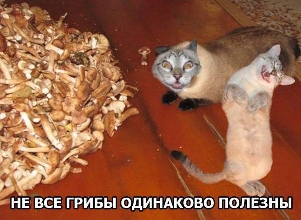 ������������ ���� - 24 ��� 2015 � 22:17
