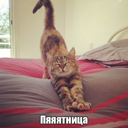 Без кота и жизнь не та - 24 апреля 2015 в 10:03