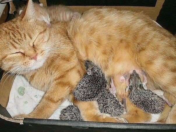         .#animal@travel.blog - 3