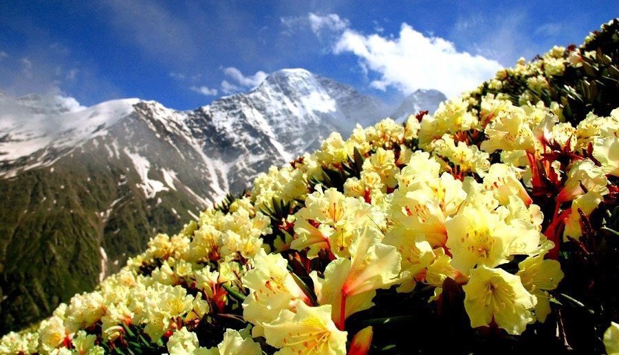 Розы в горах фото Пора цветения рододендрона в горах Балкарии Добро пожаловать на Землю! Фотостран