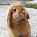 ���� �����, ������ - ��������� 30 ���� 2015 � ������ ���� ����������