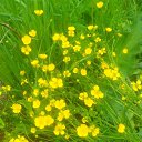  , -, 43  -  17  2015   