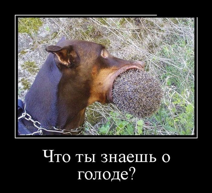 Ну я голоден. Фотоприколы и демотиваторы. Картинки демотиваторы смешные. Самые смешные демотиваторы. Смешные мотиваторы фото.