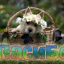 ���� ������, ������, 68 ��� - ��������� 9 ������� 2015 � ������ �������� ��������