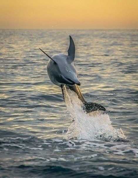 ...поплавать с дельфинчиками - 2