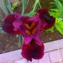 ���� �� ������� ���� ������