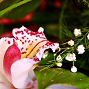 ���� Suren, ���������, 35 ��� - ��������� 26 ��� 2015