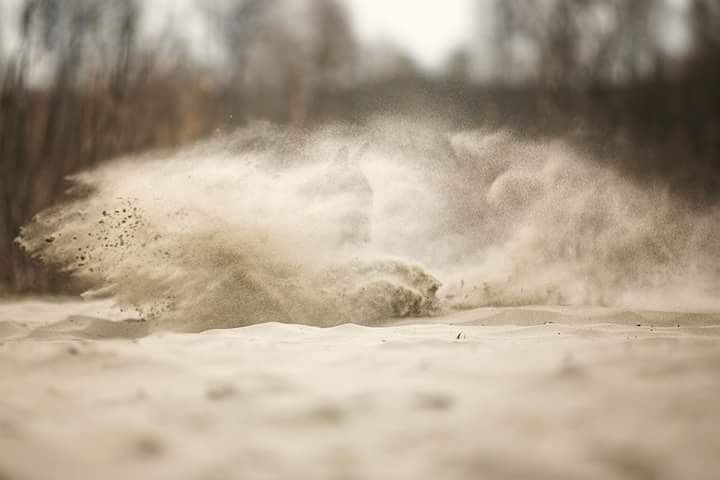 Английский бультерьер. - 27 июля 2015 в 19:39