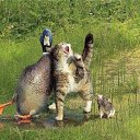 ���� ����, �����-��������� - ��������� 9 �������� 2015