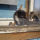 ���� �����, �����-���������, 77 ��� - ��������� 26 ���� 2015 � ������ ���� ����������