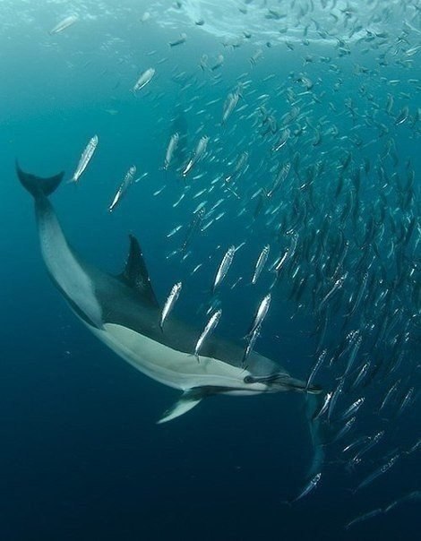 ...поплавать с дельфинчиками - 3