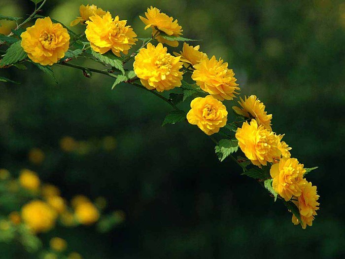   .      (, Kerria japonica)  ... - 11
