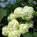 ���� ������. ��������� ����� �� ������� ���� ����������