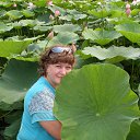 ���� �����, ������������ - ��������� 8 ������� 2015