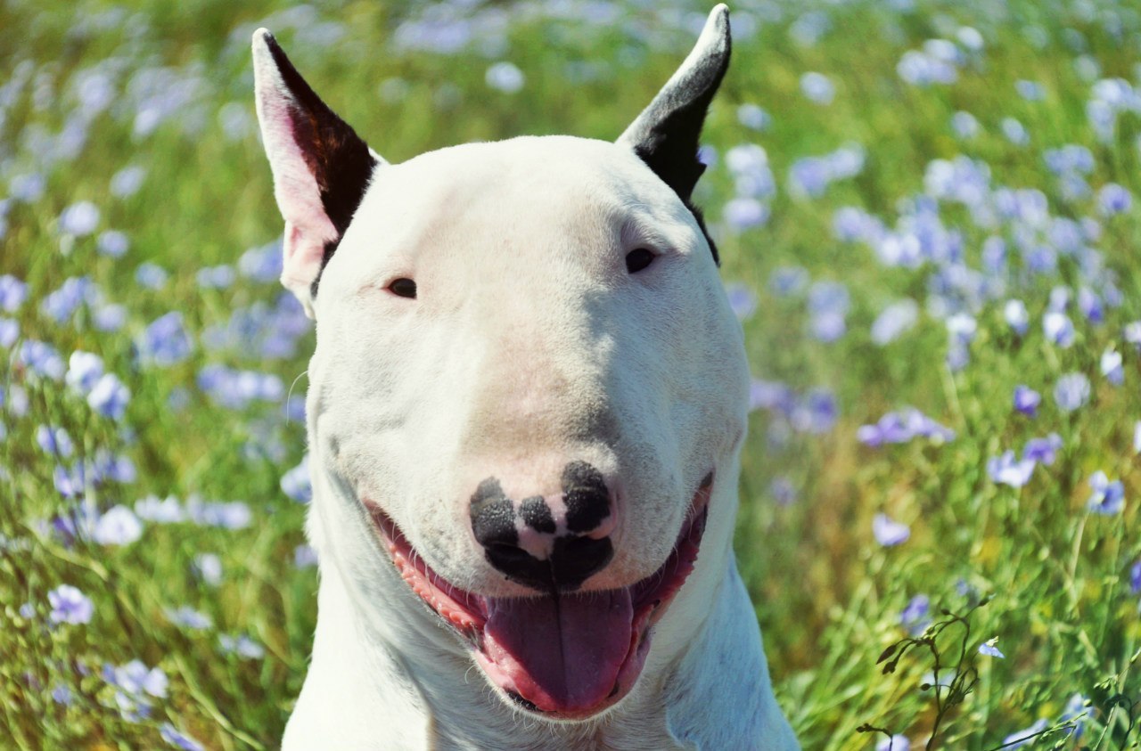 ПОЗДРАВЛЯЕМ ПОБЕДИТЕЛЕЙ.ФОТО-БАТЛАI место - МальтаII место - ТэссаIII место - Баюша - 3