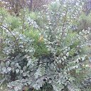  Veronika, , 50  -  18  2015   