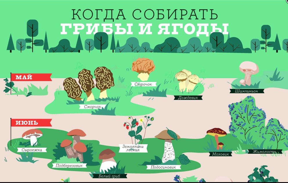 Когда собрать последние. Когда собирают грибы. Календарь грибов. Когда начинают собирать грибы. Календарь собирания грибов.