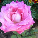 ���� �������, ��������, 66 ��� - ��������� 11 ���� 2015 � ������ ���� ����������