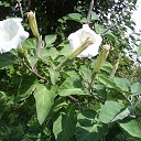 ���� �����, �������, 66 ��� - ��������� 6 ������� 2015 � ������ �����ۻ