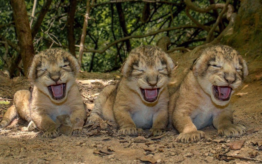  .#animal@travel.blog