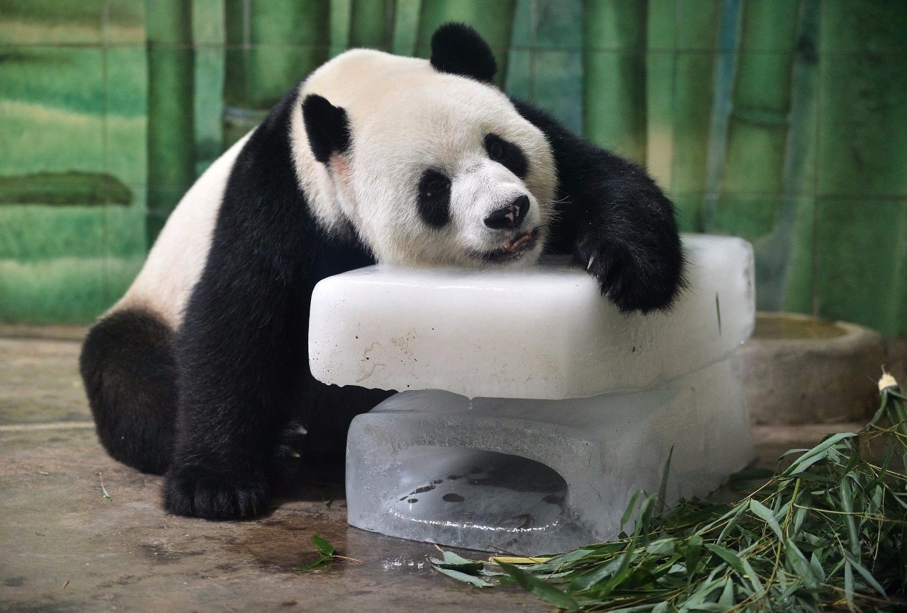         , .#animal@travel.blog