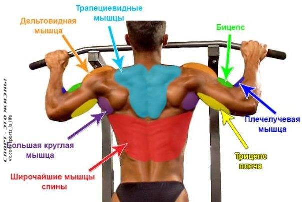 Виды подтягиваний на турнике и их воздействия на определенные группы мышц. Подтягивания средним ...