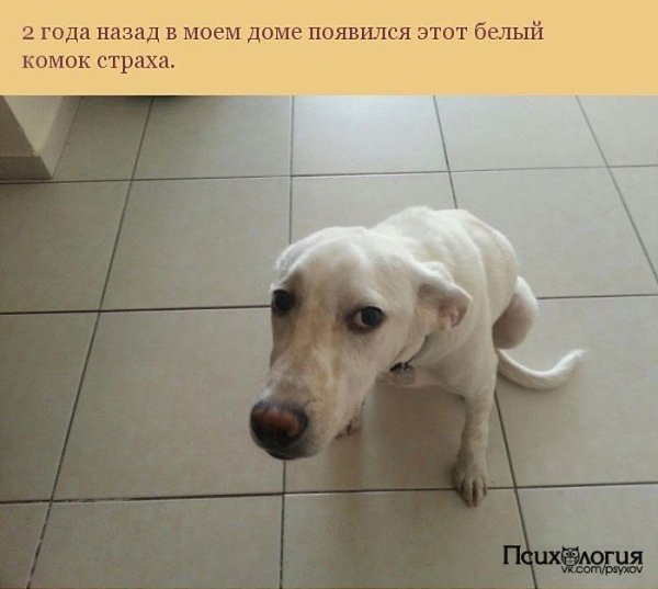 Как пес отплатил своему хозяину за спасение.Все мы слышали трогательные истории о преданности собак ...