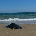 ���� Petyunya, ����, 41 ��� - ��������� 19 ������� 2015 � ������ ���������-�����