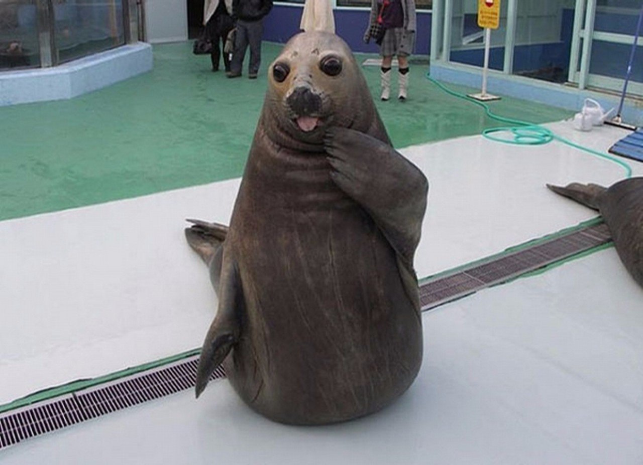   :).#animal@travel.blog