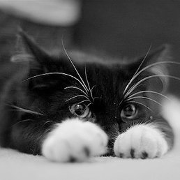 �������, ���������, 42 ����